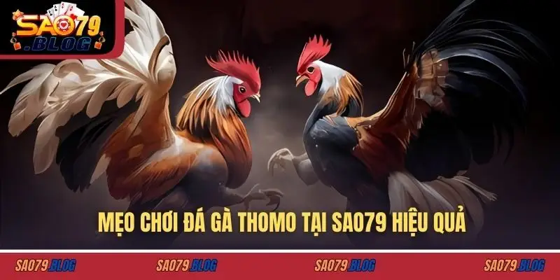Mẹo chơi đá gà thomo tại SAO79 hiệu quả