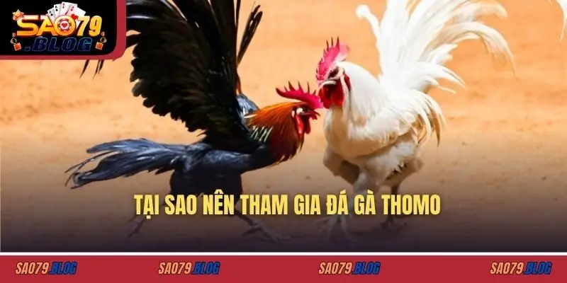Tại sao nên tham gia đá gà thomo